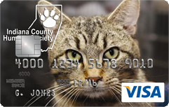ICHS Cat