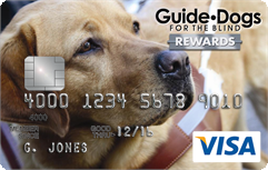 Yellow guide dog in harness