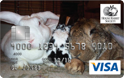 Three Bunnies